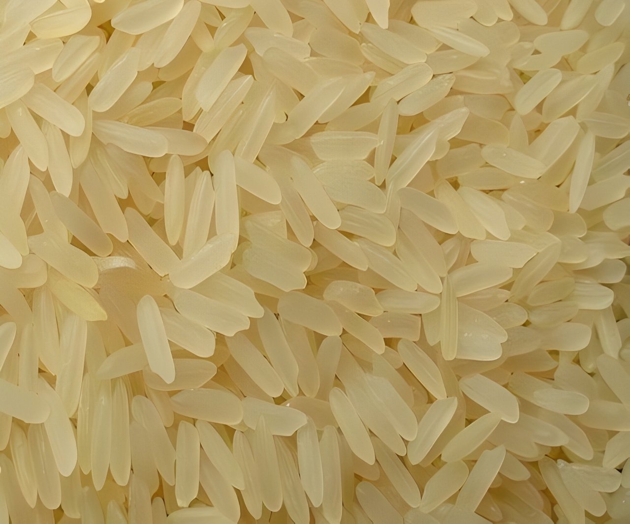 PR-106 Parboiled Rice Fields